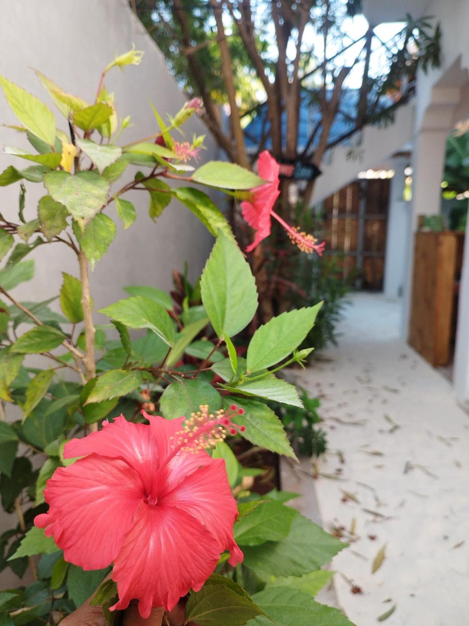 Pamoja Beach Stays Hotel In Jambiani Jambiani  Exterior photo